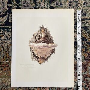 🖤5/$25 Vintage MUSHROOM Print Wall Art Cottagecore